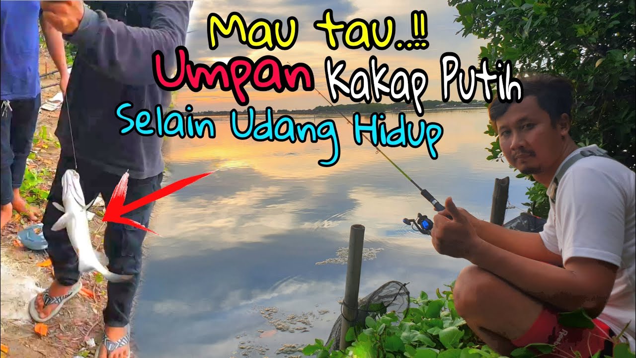 Mau Tau RAHASIA UMPAN Mancing ikan KAKAP Selain udang hidup | TONTON