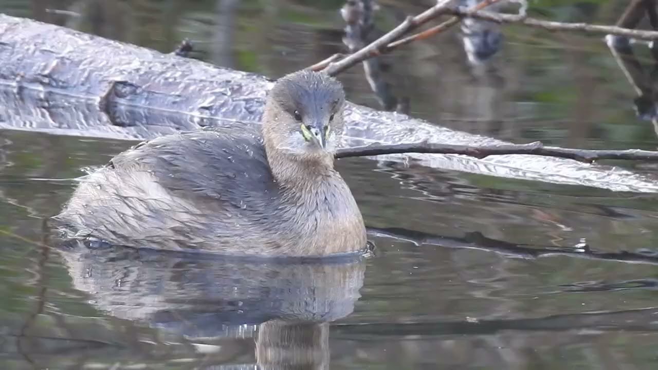 Blink and You’ll Miss It 👀 | Little Grebe Diving for Fish 🐟