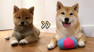 (ENG Sub) Baby Shiba Inu Growing Up! From 8 Weeks to 5 Months