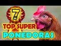 TOP 7 super Gallinas Ponedoras 🐓  LAS MEJORES RAZAS ¡ ¡ ¡ ¡ 💖👍 la gallina ponedora para ti