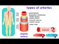 Blood Vessel Functions and Circulatory Pathways Explained