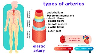 The Circulatory System Part 2: Blood Vessels