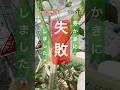 【トマトの脇芽を欠いて挿し木にします】 #トマト栽培
