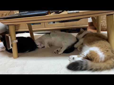 なぜか数珠つなぎになって寝る猫