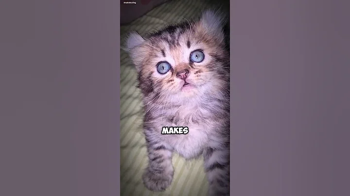 Watch the video about American Curl Cats Elegant Companions with a Playful Twist #americancurl #curlcats #uniqueears #play