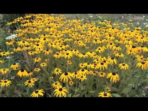 Black and Brown Eyed Susan on the Prairie Orchard August 17, 2014