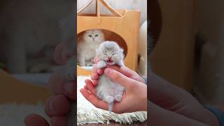 Kittens Taking a Bath and Meowing Sadly