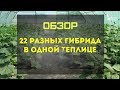 [1 часть] Состояние разных гибридов на 12 августа! Сравниваем 22 разных гибрида!