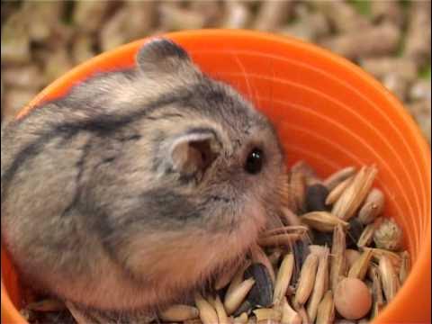 Джунгарский хомяк стригущий лишай. Почему чешутся джунгарские хомяки. Почему чешутся джунгарские хомяки. Лишай у джунгарского хомяка. Джунгарский хомяк стригущий лишай.