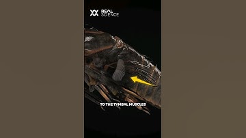 The amazing reason cicadas are SO LOUD