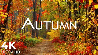 Enchanting Autumn Forests with Beautiful Piano Music🍁4K Autumn Ambience \& Fall Foliage