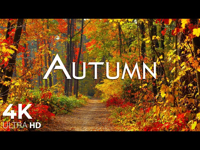 Enchanting Autumn Forests with Beautiful Piano Music🍁4K Autumn Ambience u0026 Fall Foliage class=