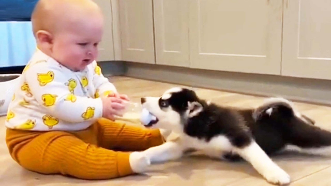 COOL PEAS - Ultimate Baby & Dog Moments -The Funniest and Cutest Duo -  Funny Babies and Pets Video