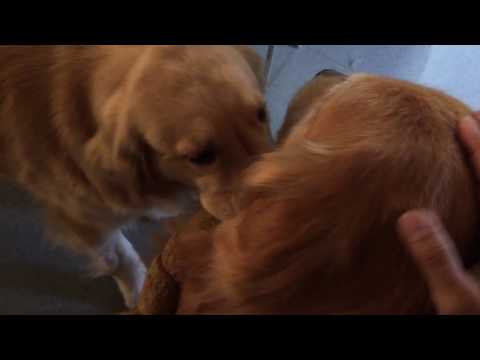 愛犬を怒ったら自暴自棄になってしまいました