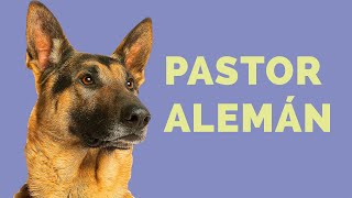 PASTOR ALEMÁN y 10 curiosidades sobre la raza ‼ by Cosmos Perruno 3,776 views 3 years ago 8 minutes, 23 seconds