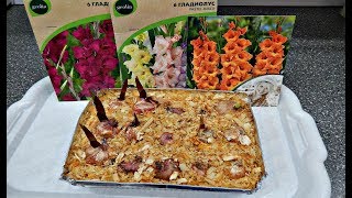 ГЛАДИОЛУСЫ, ИРИСЫ,ГЕОРГИНЫ ЧЕРЕЗ 10 ДНЕЙ ПОСЛЕ ПОСАДКИ В ОПИЛКИ ГЛАДИОЛУСЫ, ИРИСЫ,ГЕОРГИНЫ ЧЕРЕЗ 10 ДНЕЙ ПОСЛЕ ПОСАДКИ В ОПИЛКИ