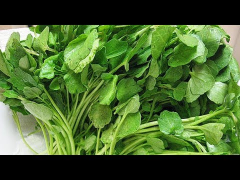 هل تعلم ماهى فوائد الجرجير النقرس للكلى حرق الدهون تقوية مناعة الجسم التهاب المفاصل