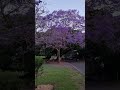 Jacaranda Tree mp3
