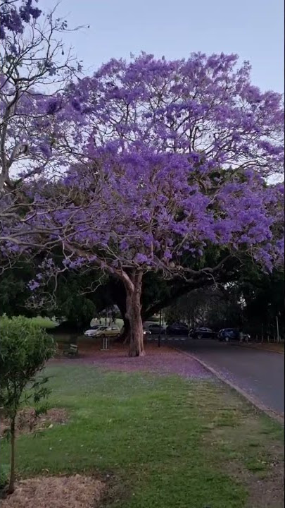 Jacaranda Tree