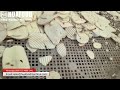 Cassava Washing Peeling Slicing Machine Boosts Output Yield