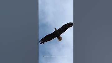 Fly Eagles Fly #eagle #baldeagle #trsp #eaglesnation #m15