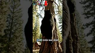 The Bear That Can Climb Trees Like a Cat?! 🐻😳