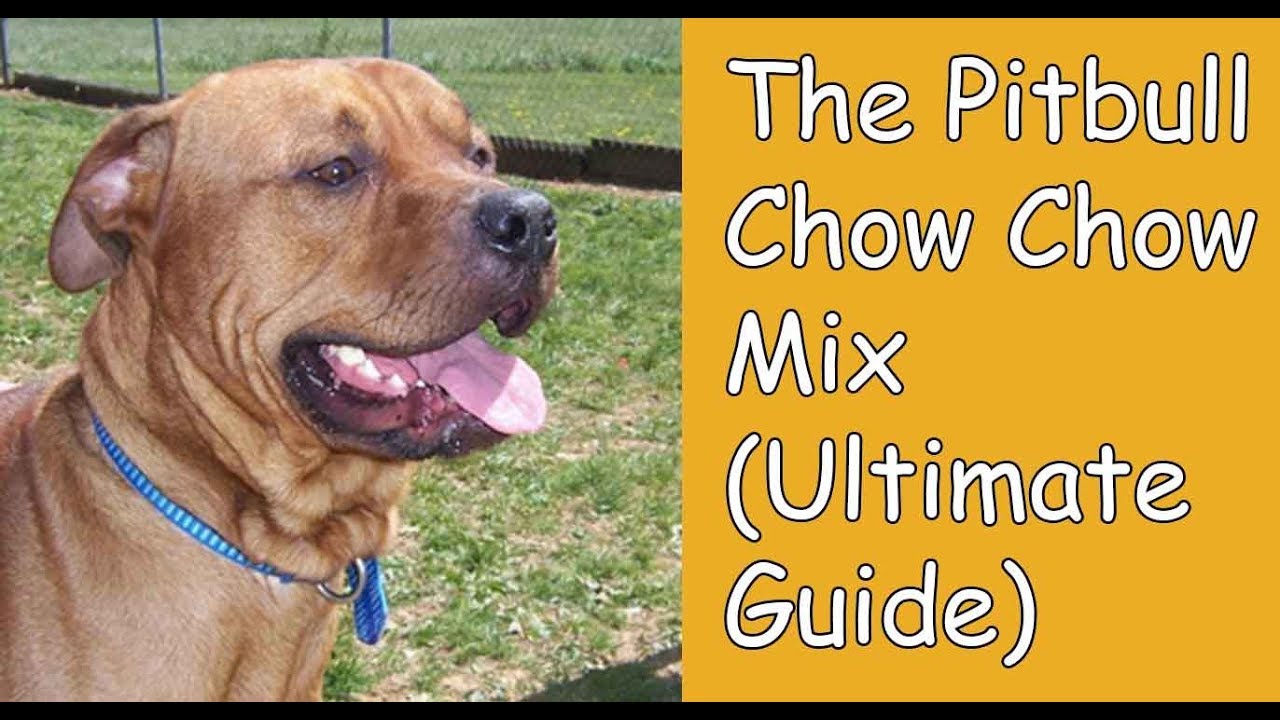 chow chow mix dog