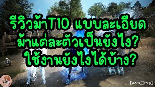 รีวิวม้าT10 แบบละเอียด ม้าแต่ละตัวเป็นยังไง? ใช้งานยังไงได้บ้าง? : BDO [PC]