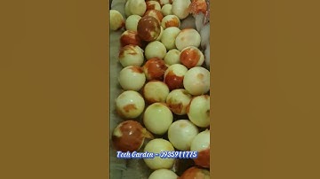 Máy Rửa Nông Sản TECH GARDEN (Rửa Hành Tây), LH: 0935911775 (ThS Trần Trinh)