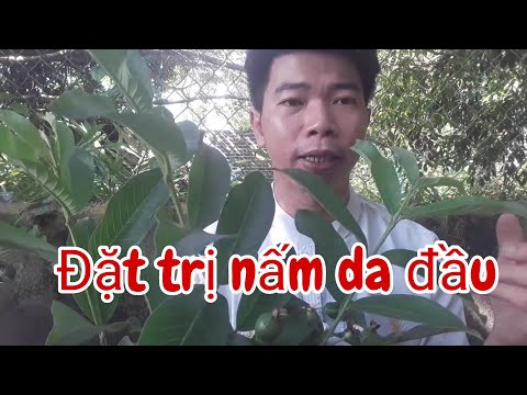 Bài thuốc đặt trị nấm da đầu tại nhà , hết nấm, hết gàu nhờ 1 nắm lá ổi. VINH VLOG NAM DƯỢC