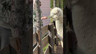Mama ta ciotka mnie trawę daje #alpakitotu #wojtkowyje #alpaca #markawłasna