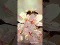 Spring Week March 16 – 22, 7 DAYS, 7 NEW AMBIENCES #relax #spring #nature #calm #piano