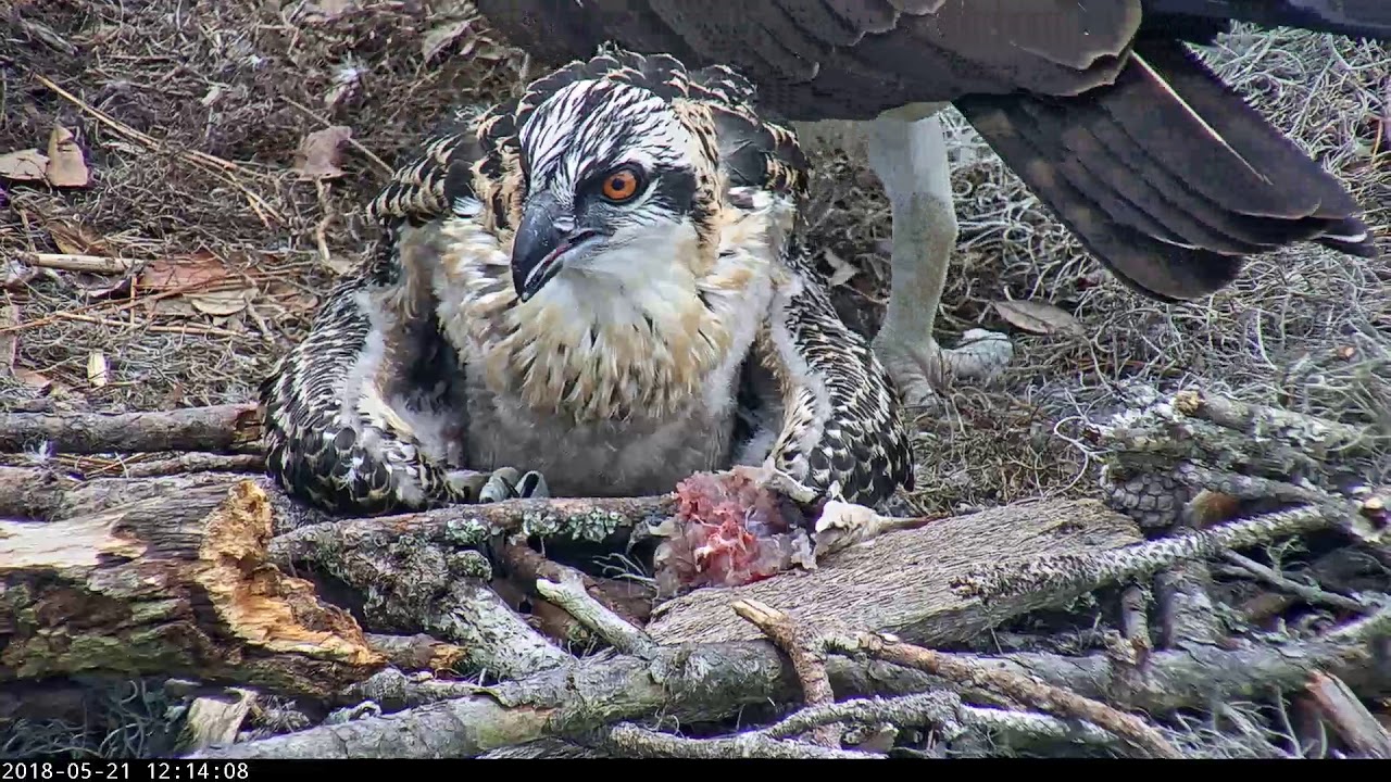 osprey baby