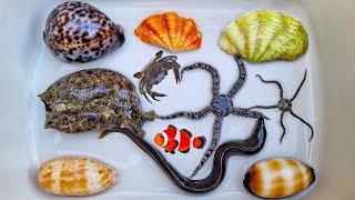 หาสัตว์ทะเล ปูเสฉวน ปลาสวยงาม หอยสังข์ หอยทาก หอย ปู ปลาการ์ตูน ปลาดาว