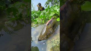 Very amazing fishing #bigfish #fishingvideo