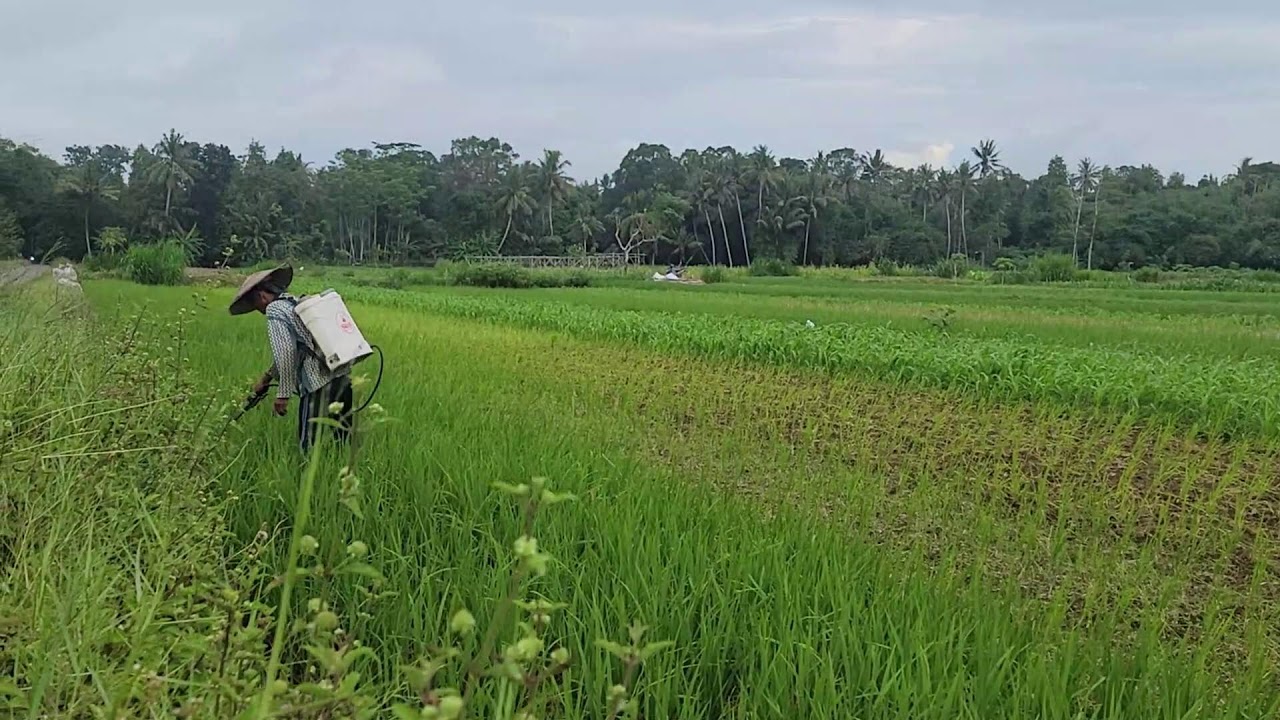 The Secret Behind Pest Control with This Unique Spraying Tool! - Agriculture Farming