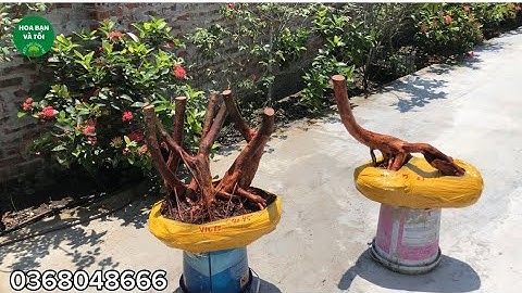 Hoa sim rừng dáng bon sai rễ quái.Hoa bạn và tôi