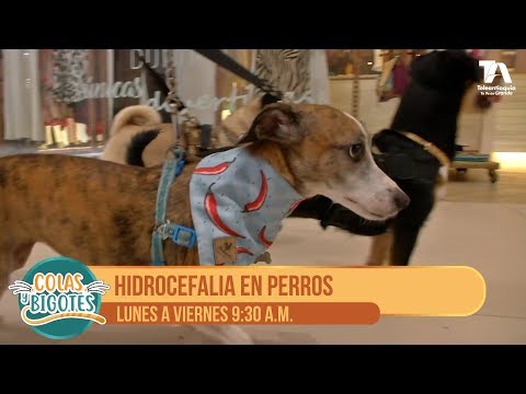 Video: Hidrocefalia en perros