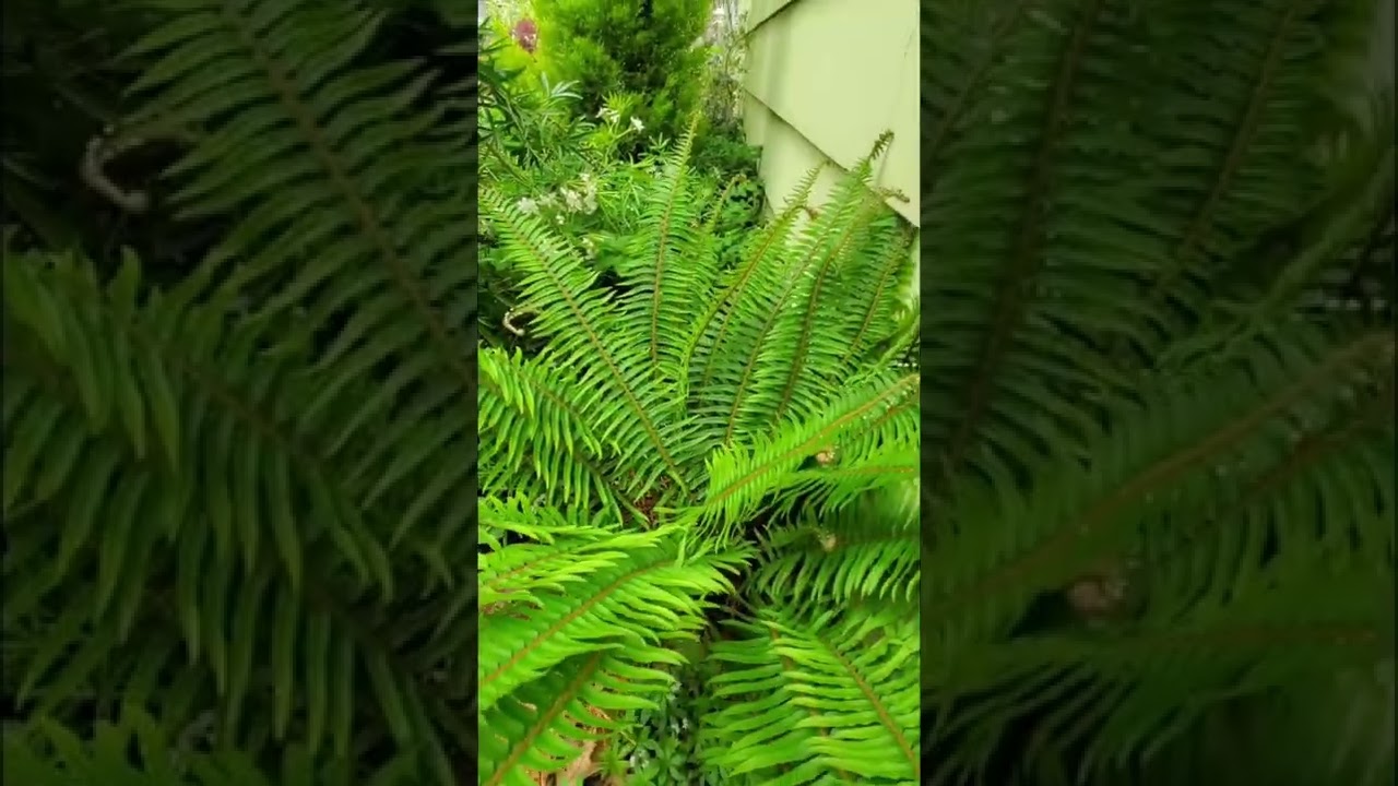 Lush Sword Ferns! 