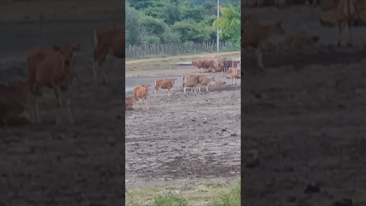 SAPI SAPI GO... #animalshorts #animal #sapi ##shorts - YouTube