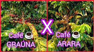 Café GRAÚNA  X  Café ARARA: Na opinião de vocês... Qual deles produziu mais ➕️?