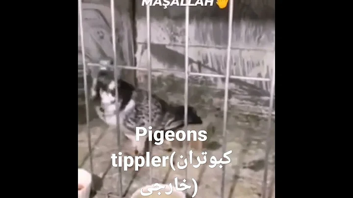 Three world record pigeons Mr. Fadil Joseph,,,, ti...