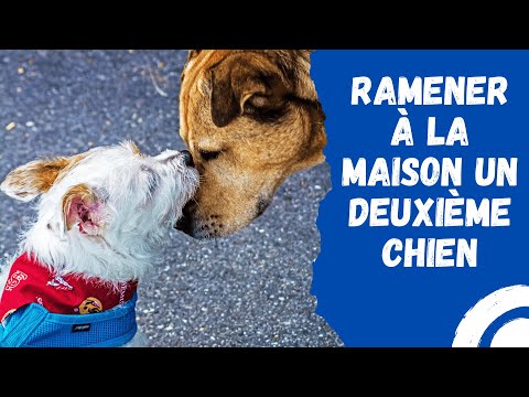 Vidéo: Ramener un nouveau chien à la maison!