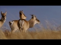 Дикая природа России. Сибирь - Серия 3 / Wild Russia. Siberia - Episode 3