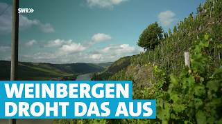 Zu hohe Kosten: Mosel-Winzer haben Angst um ihre Weinberge