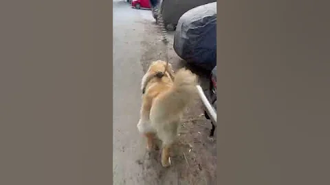 Look at my magical ass for the next 15 seconds of your life. #shorts #goldenretrieverpuppy