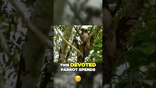 Discovering God's Design: The Wonders of the Wise Great Potoo | Divine Designs