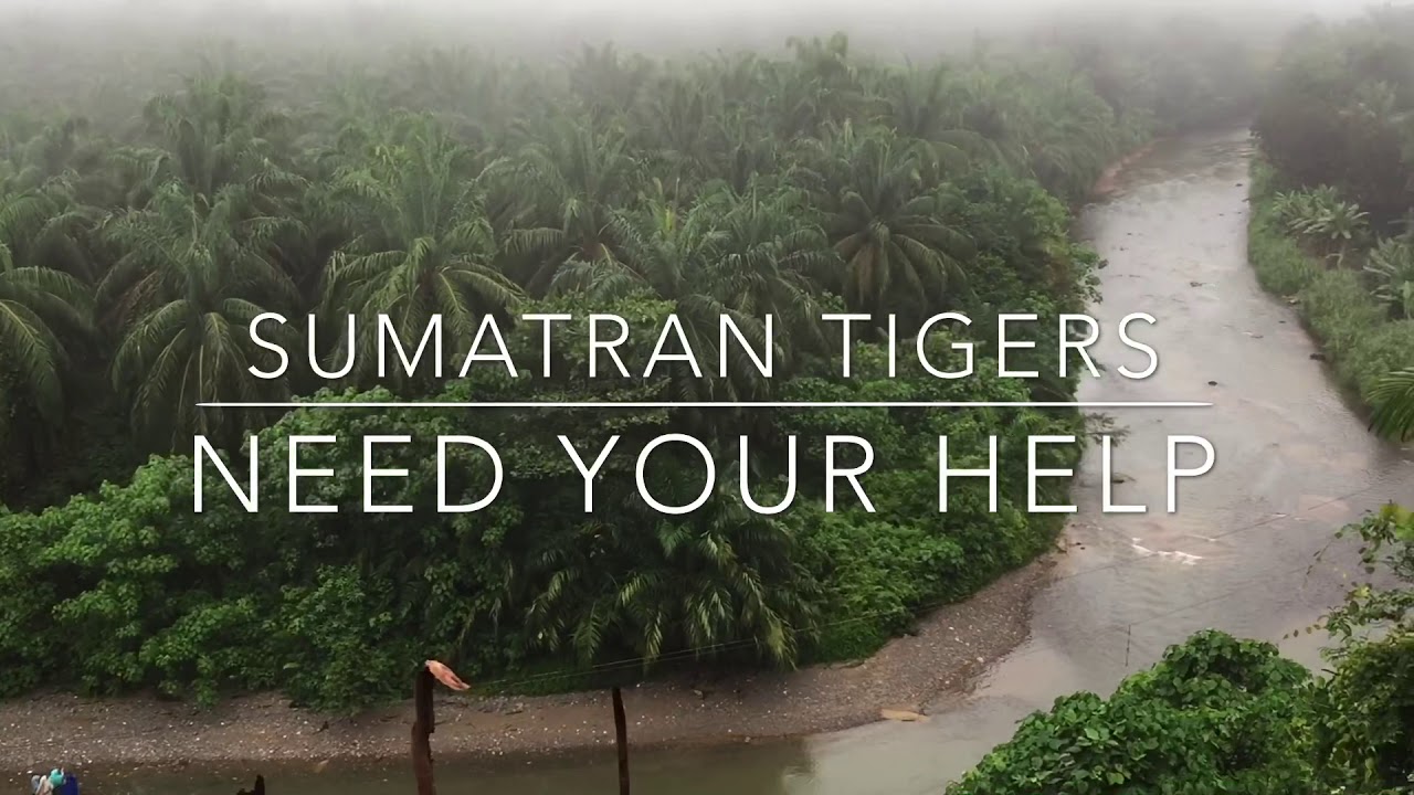 Sumatran Tiger Conservation Project (contains upsetting scenes) - YouTube