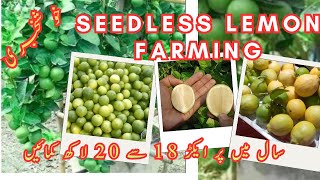 Seedless Lemon Farming In Stan Seedless Lemon Business