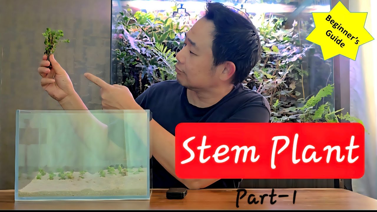 Stem plant tutorial - Part 1